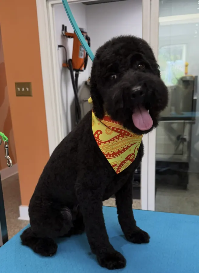 Curly black doodle after a short, clean cut in a paisley bandana