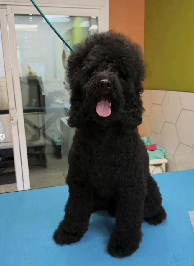 Curly black doodle with hair over its eyes before grooming