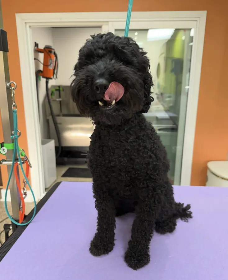 Shaggy black doodle before grooming