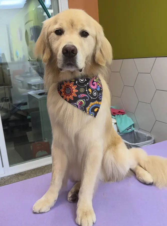 Golden retriever after grooming in a colorful bandana