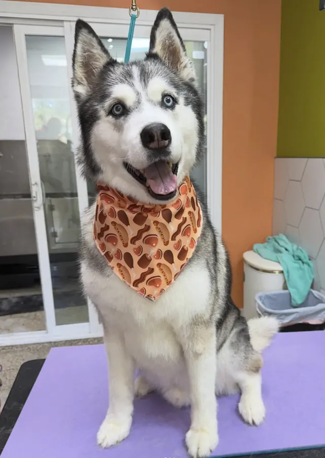 Husky after a de-shed, smiling in a bacon-print bandana