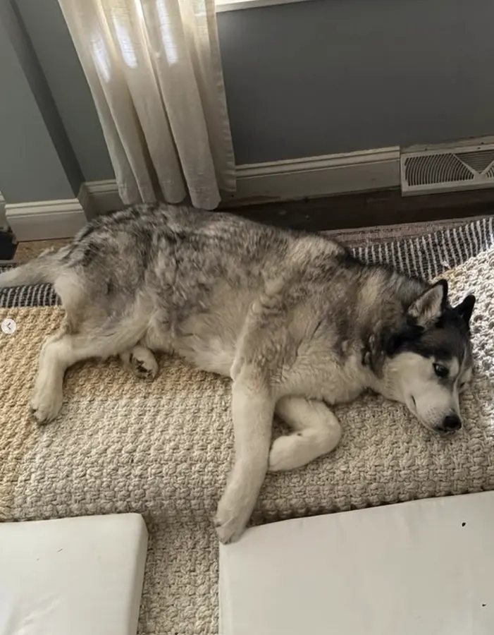 Husky lying on a rug with a heavy, shedding coat