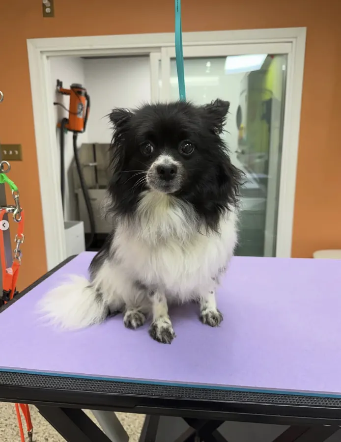 Black and white Pomeranian with a fluffy, unkempt coat