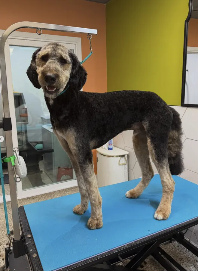 Large black and tan poodle mix after a full groom, standing tall