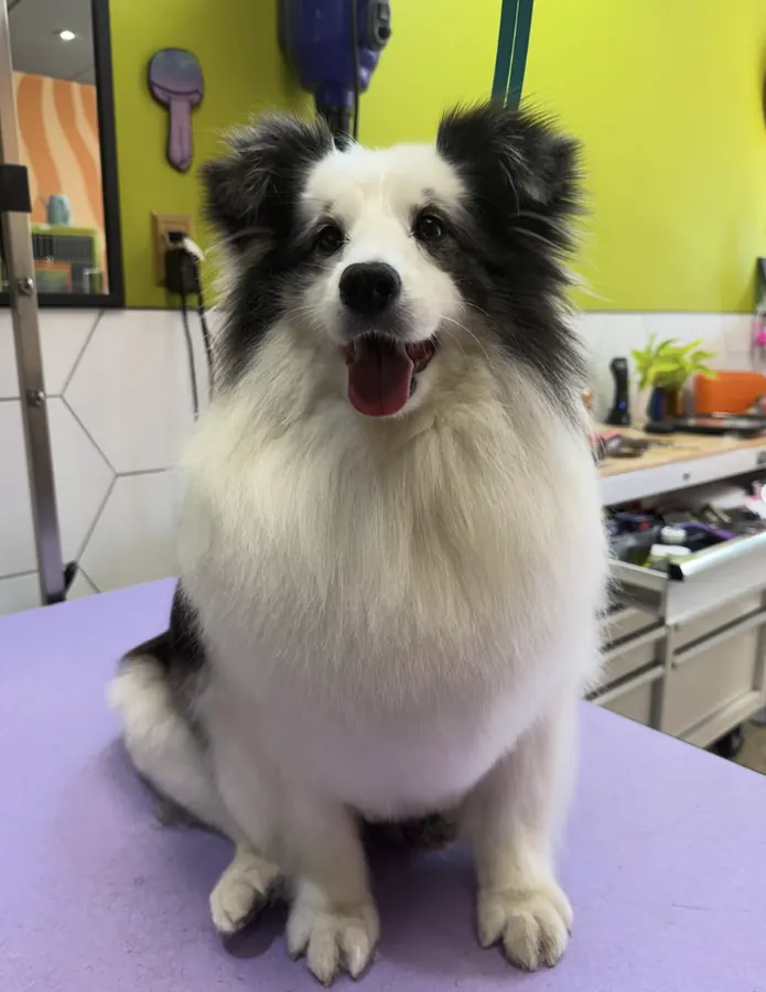 Sheltie after grooming with a full, fluffy white chest