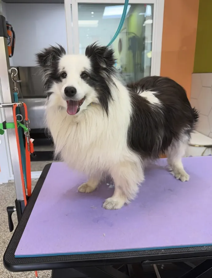 Black and white Sheltie standing on the grooming table before a groom