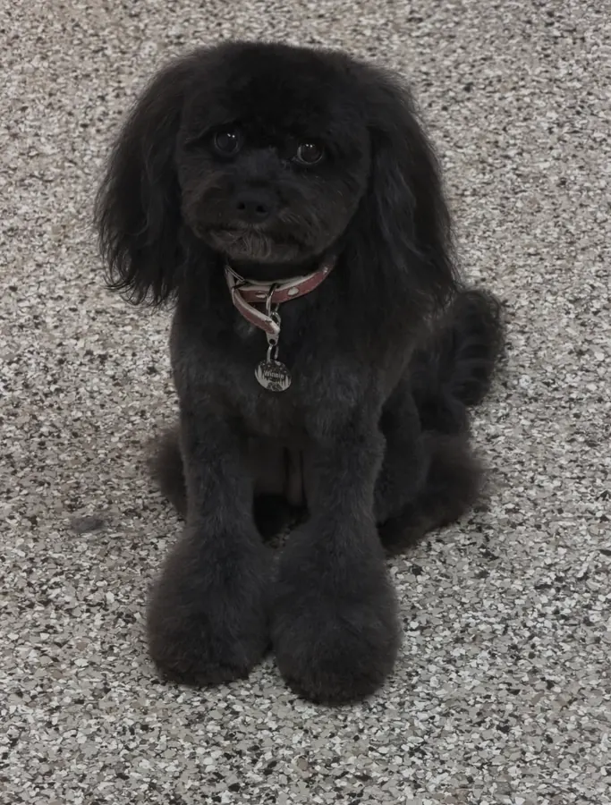 Winnie, a small dark dog, with a long, uneven coat before grooming