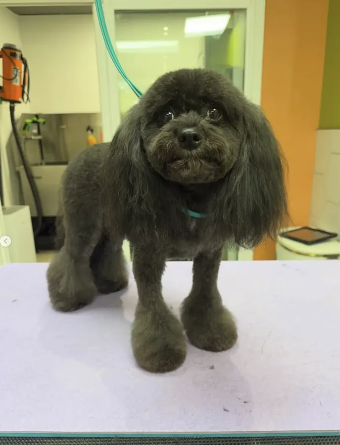 Winnie freshly groomed with neat, rounded paws and trimmed coat